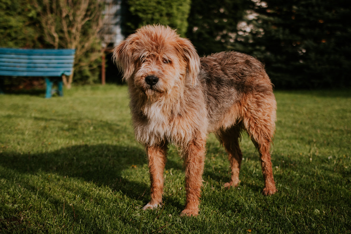 Medium Breeds