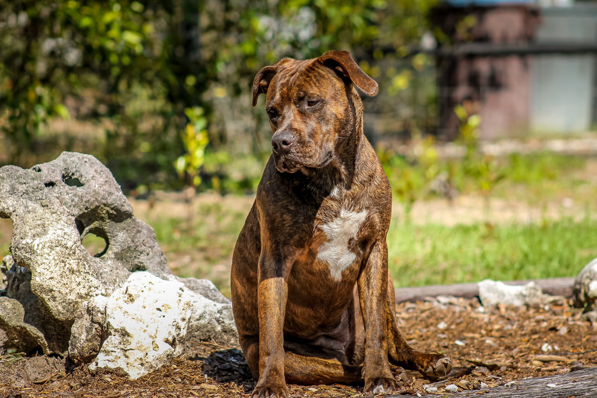 Large Breeds
