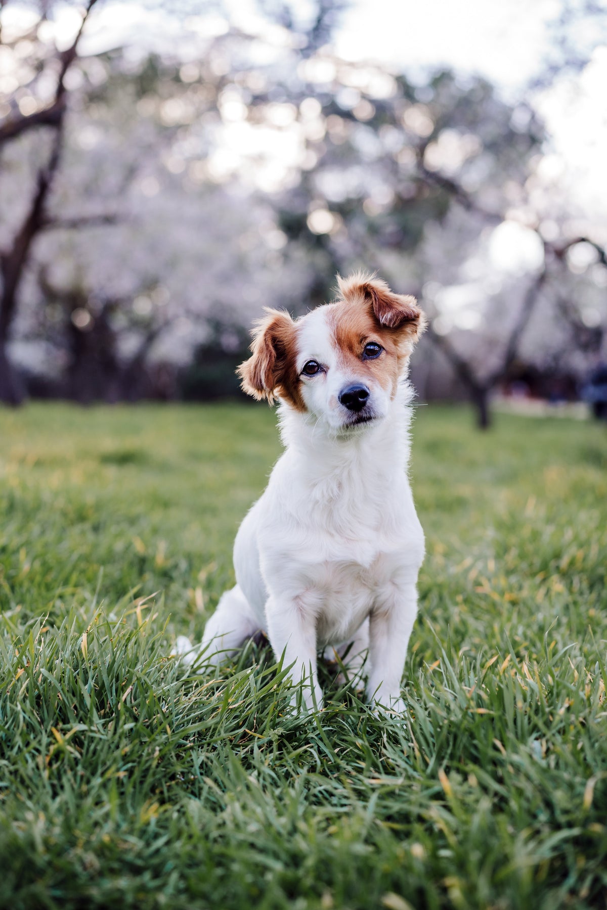 Small Breeds