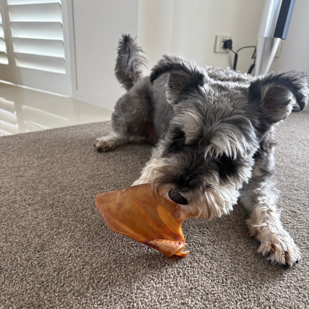 Happy dog with Ear Resistibles Dried Pigs' Ears | Happy Hounds NZ