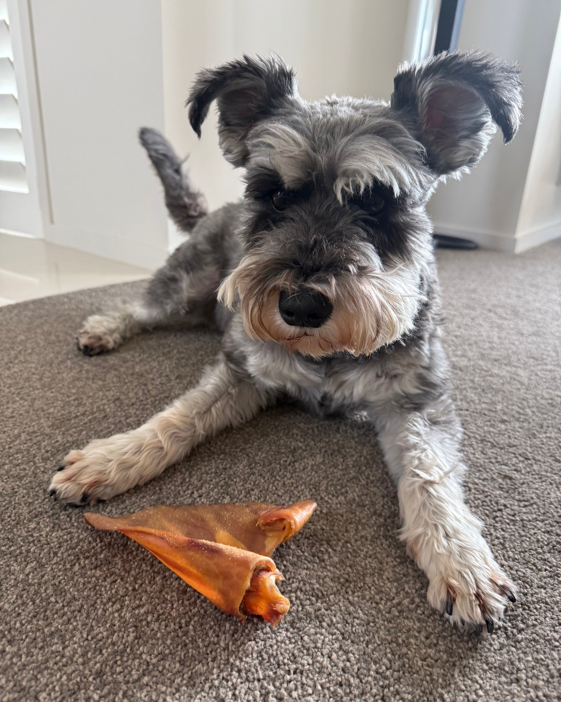 Happy dog with Ear Resistibles Dried Pigs' Ears | Happy Hounds NZ