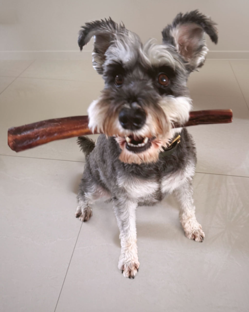 Dog holding Premium Beef Bully Sticks - 30cm | Happy Hounds NZ