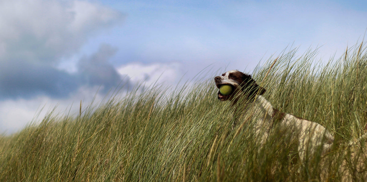 Dog playing with a ball in tall grass under a blue sky with clouds
